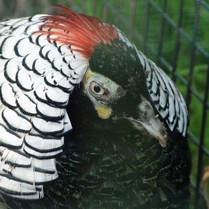 Lady Amherst's pheasant -Zoo de Santillana del Mar (2024)
