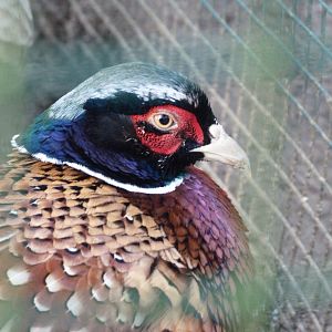 Chinese ring-necked pheasant -Zoo de Santillana del Mar (2024)