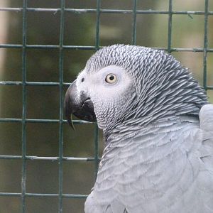 African grey parrot -Zoo de Santillana del Mar (2024)