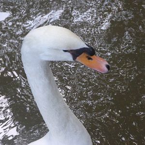 Mute swan -Zoo de Santillana del Mar (2024)