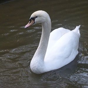 Mute swan -Zoo de Santillana del Mar (2024)