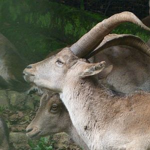 Iberian ibex -Zoo de Santillana del Mar (2024)