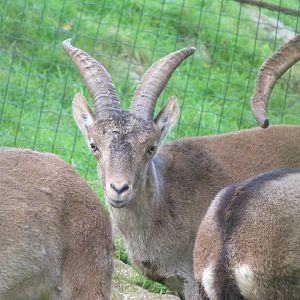 Iberian ibex -Zoo de Santillana del Mar (2024)