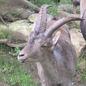 Iberian ibex -Zoo de Santillana del Mar (2024)
