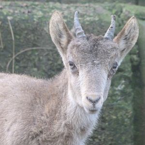 Iberian ibex -Zoo de Santillana del Mar (2024)