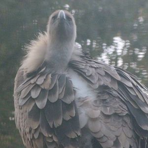 Western eurasian griffon vulture -Zoo de Santillana del Mar (2024)