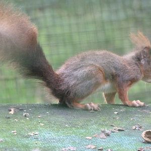 Pyrenean red squirrel -Zoo de Santillana del Mar (2024)