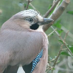 Iberian jay -Zoo de Santillana del Mar (2024)