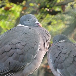 Common woodpigeon -Zoo de Santillana del Mar (2024)