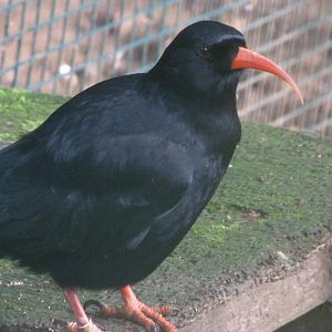 Iberian red-billed chough -Zoo de Santillana del Mar (2024)