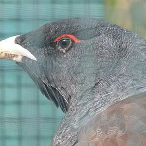 Western capercaillie -Zoo de Santillana del Mar (2024)