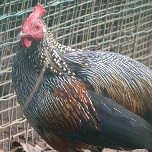 Grey junglefowl -Zoo de Santillana del Mar (2024)