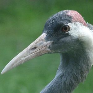 Eurasian crane -Zoo de Santillana del Mar (2024)