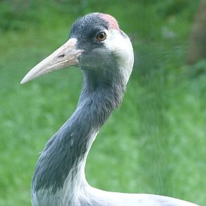 Eurasian crane -Zoo de Santillana del Mar (2024)