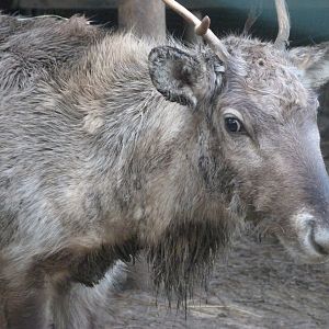 Domestic reindeer -Zoo de Santillana del Mar (2024)