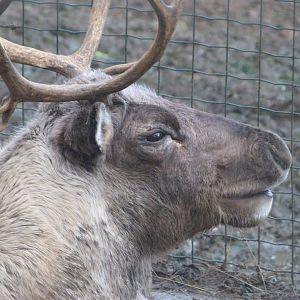 Domestic reindeer -Zoo de Santillana del Mar (2024)