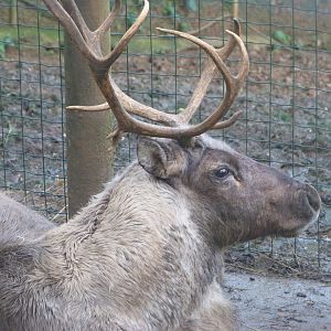 Domestic reindeer -Zoo de Santillana del Mar (2024)