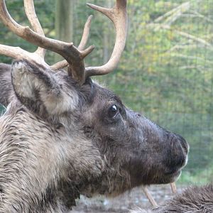 Domestic reindeer -Zoo de Santillana del Mar (2024)