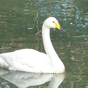 Whooper swan -Zoo de Santillana del Mar (2024)
