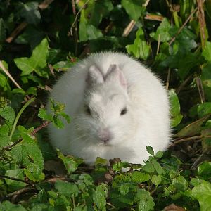 Domestic rabbit -Zoo de Santillana del Mar (2024)