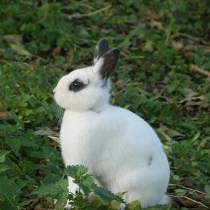 Domestic rabbit -Zoo de Santillana del Mar (2024)