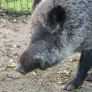Iberian wild boar -Zoo de Santillana del Mar (2024)