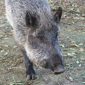 Iberian wild boar -Zoo de Santillana del Mar (2024)