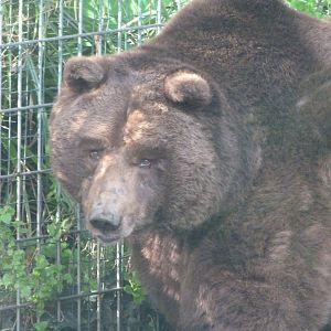 European brown bear -Zoo de Santillana del Mar (2024)