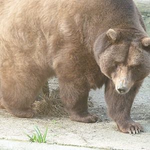 European brown bear -Zoo de Santillana del Mar (2024)