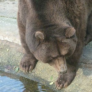 European brown bear -Zoo de Santillana del Mar (2024)