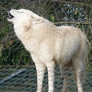 Wolf -Zoo de Santillana del Mar (2024)