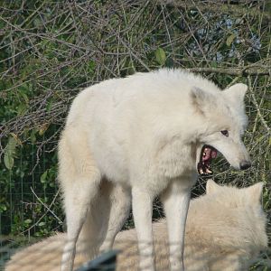 Wolf -Zoo de Santillana del Mar (2024)