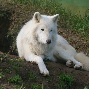 Wolf -Zoo de Santillana del Mar (2024)