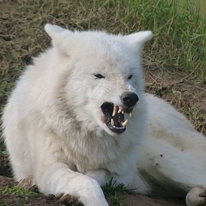 Wolf -Zoo de Santillana del Mar (2024)