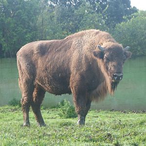 European bison -Zoo de Santillana del Mar (2024)