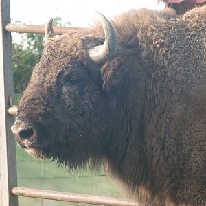 European bison -Zoo de Santillana del Mar (2024)