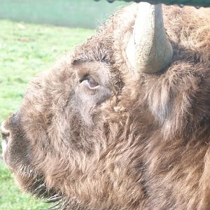 European bison -Zoo de Santillana del Mar (2024)