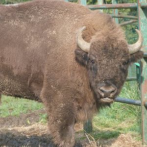 European bison -Zoo de Santillana del Mar (2024)
