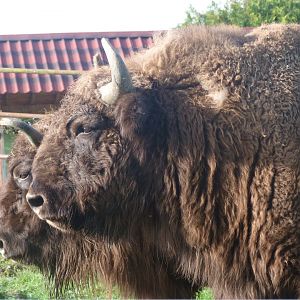 European bison -Zoo de Santillana del Mar (2024)