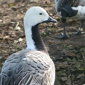 Emperor goose -Zoo de Santillana del Mar (2024)