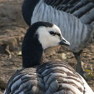 Barnacle goose -Zoo de Santillana del Mar (2024)
