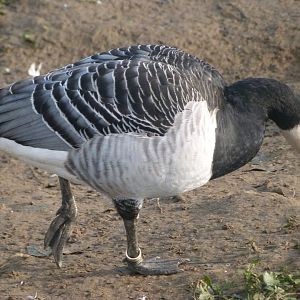 Barnacle goose -Zoo de Santillana del Mar (2024)