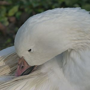 Snow goose -Zoo de Santillana del Mar (2024)