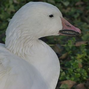 Snow goose -Zoo de Santillana del Mar (2024)