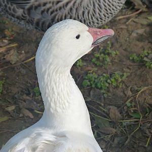 Snow goose -Zoo de Santillana del Mar (2024)