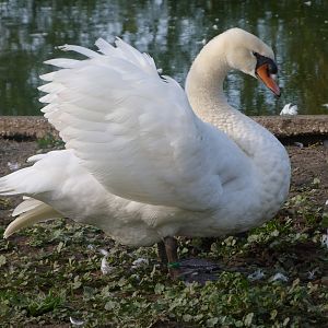 Mute swan -Zoo de Santillana del Mar (2024)