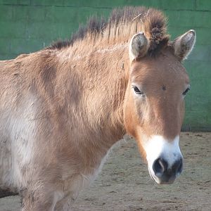 Przewalski's horse -Zoo de Santillana del Mar (2024)
