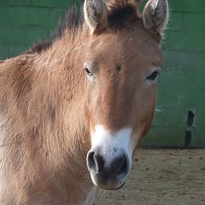 Przewalski's horse -Zoo de Santillana del Mar (2024)