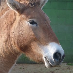 Przewalski's horse -Zoo de Santillana del Mar (2024)