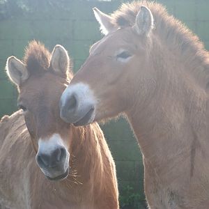 Przewalski's horse -Zoo de Santillana del Mar (2024)
